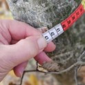 Carpinus betulus - 6