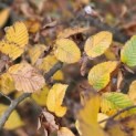 Carpinus betulus - 5