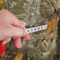 Carpinus betulus - 7