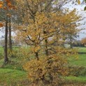 Carpinus betulus - 4