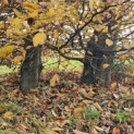 Carpinus betulus - 8