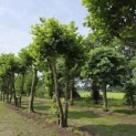 Platanus x Hispanica - 1