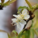 Prunus serrula - 1