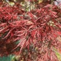 Acer palmatum 'Garnet' - Foto 1