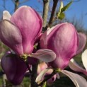 Magnolia 'Lennei' - 7