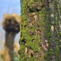 Salix Alba - 4