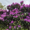 Rhododendron Roseum Elegans - 1