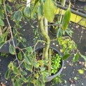 Diospyros kaki 'Pendula' - Foto 6