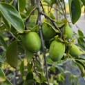 Diospyros kaki 'Pendula' - Foto 5
