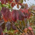 Parrotia persica - 3