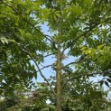 Carya illinoinensis - 8