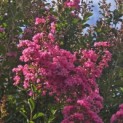 Lagerstroemia indica 'Rosea' - 4