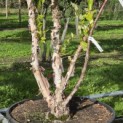 Betula nigra - Foto 4