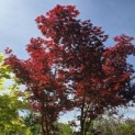 Acer palmatum 'Bloodgood' - 4