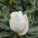 Magnolia grandiflora 'Goliath' - 3