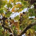 Platanus hispanica - Foto 1