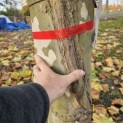 Platanus hispanica - Foto 3
