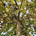 Platanus hispanica - Foto 2