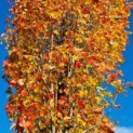 Acer rubrum 'Scanlon'