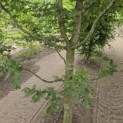 Carpinus betulus - 2
