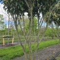 Prunus laur. Caucasica - Foto 8