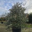 Viburnum 'Pragense' - 4