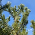 Pinus nigra 'Robusta' - 1