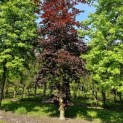 Fagus sylvatica 'Atropunicea' - nr 978  juni 2024