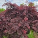 Acer palmatum 'Garnet' - 2