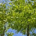 Gymnocladus dioica - 2