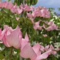 Cornus 'Rosy Teacups' - Foto 1