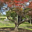 Acer palmatum 'Garnet' - 1