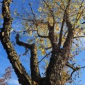 Betula nigra - 3