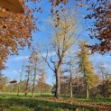 Betula nigra - 4