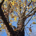 Betula nigra - 2