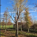 Betula nigra - november 2025