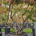 Parrotia persica - 2