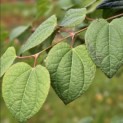 Cercidiphyllum japonicum - impressie zomerblad