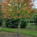 Cercidiphyllum japonicum - Foto 1
