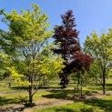 Cornus Florida 'Rainbow'
