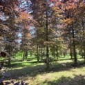 Fagus sylvatica 'Atropunicea' - 2