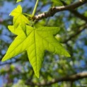 Liquidambar styraciflua - Afbeelding 1