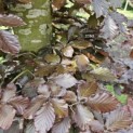 Fagus sylvatica 'Atropunicea' - 1