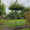 Carpinus betulus - Foto 4