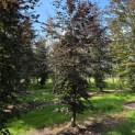 Fagus sylvatica 'Atropunicea' - 5