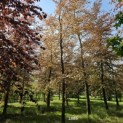Fagus sylvatica 'Atropunicea' - 3