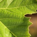 Platanus x Hispanica