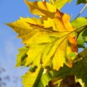 Platanus x Hispanica