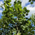 Tilia x europaea 'Pallida' - Foto 3