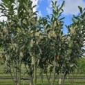 Prunus laur. Caucasica - 4